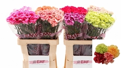 Dianthus Single Gem In Fust 65cm