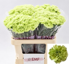 Dianthus Single Alessandria 60cm
