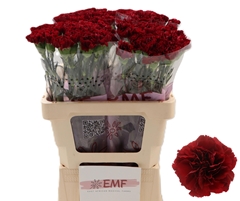 Dianthus Single Zurigo 60cm