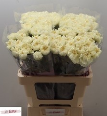 Dianthus Single Diletta Crema 60cm