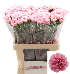 Dianthus Single Julia 60cm