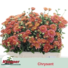 Chrysanth Spray Blenda Salmon 50cm 55gr.