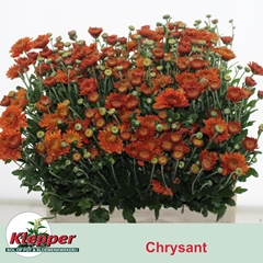 Chrysanth Spray Blenda 60cm 65gr.