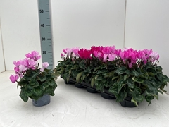 Cyclamen Mini Super Serie Verano 10Ø 23cm
