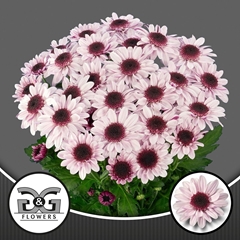 Chrysanth Spray Stresa 70cm 85gr.