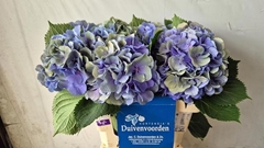 Hydrangea Elbtal Classic 60cm 15-17cm Hd