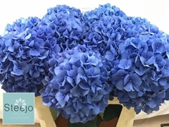 Hydrangea Pimpernel 80cm 21-23cm Hd