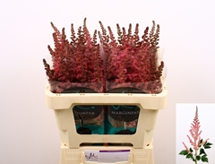 Astilbe Vision In Pink 55cm