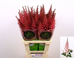 Astilbe Vision In Pink 75cm