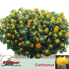Carthamus Zanzibar 60cm