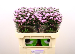Aster Double Date Pink 70cm 15gr.