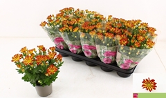 Chrysanth Rainbow Circus 12Ø 26cm