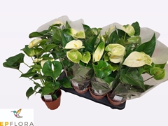 Anthurium Whispering Love 14Ø 55cm