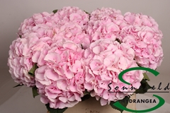 Hydrangea Verena 80cm 15-17cm Hd