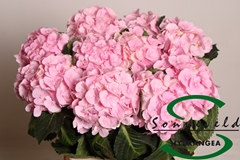 Hydrangea Verena 60cm 8-10cm Hd