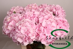 Hydrangea Verena 60cm 13-15cm Hd
