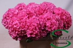Hydrangea Glowing Alps 60cm 8-10cm Hd