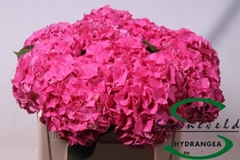 Hydrangea Glowing Alps 40cm 11-13cm Hd