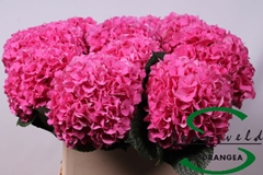 Hydrangea Glowing Alps 80cm 15-17cm Hd