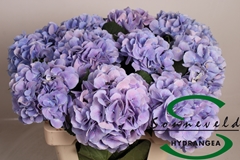 Hydrangea Marsepein Blue 60cm 13-15cm Hd
