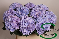 Hydrangea Marsepein Blue 80cm 16-18cm Hd
