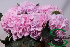 Hydrangea Verena Blue 60cm 13-15cm Hd