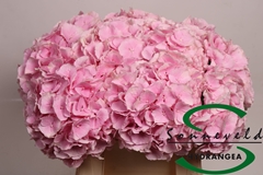 Hydrangea Verena 40cm 16-18cm Hd