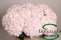 Hydrangea Sweet Verena 80cm 15-17cm Hd