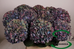 Hydrangea Pimpernel Classic 100cm 20-22cm Hd