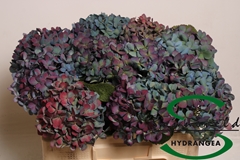 Hydrangea Pimpernel Classic 50cm 14-16cm Hd