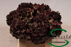 Hydrangea Dark Ruby Classic 40cm 10-12cm Hd