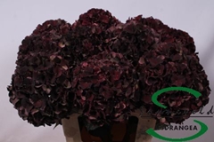 Hydrangea Dark Ruby Classic 60cm 13-15cm Hd
