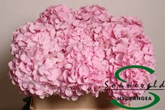 Hydrangea Pinky 75cm 14-16cm Hd