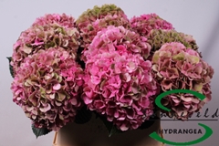 Hydrangea Glowing Alps Classic 60cm 8-10cm Hd