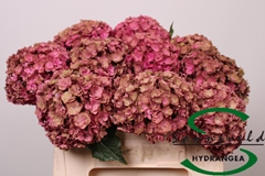 Hydrangea Royal Anastasia Classic 50cm 12-14cm Hd