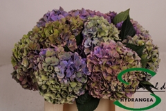 Hydrangea Rodeo Red Classic 50cm 11-13cm Hd
