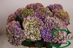Hydrangea Rodeo Red Classic 60cm 7-9cm Hd