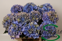 Hydrangea Royal Parade Classic 60cm 14-16cm Hd