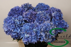 Hydrangea Royal Parade 75cm 14-16cm Hd