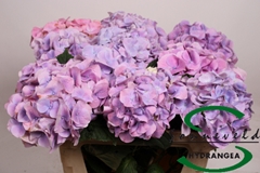 Hydrangea Cassanova 75cm 15-17cm Hd