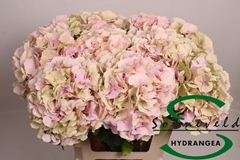 Hydrangea Verena Classic 60cm 9-11cm Hd
