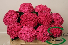 Hydrangea Royal Anastasia Pink 50cm 12-14cm Hd