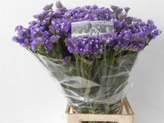 Limonium Sinuatum Girlie Wings 65cm 40gr.