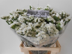 Limonium Sinuatum White Starlight Wings 65cm 35gr.