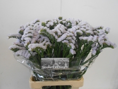 Limonium Sinuatum Silky Wings 55cm 30gr.