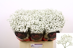 Gypsophila Paniculata Xlence 60cm 15gr.