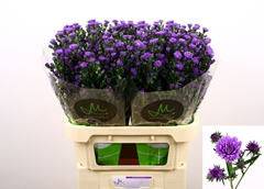 Aster Astee Dark Milka 80cm 30gr.