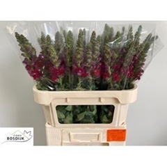 Antirrhinum Avignon Dark Red 75cm