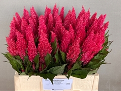 Celosia Century Purple Rose 60cm