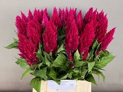 Celosia Century Purple 50cm